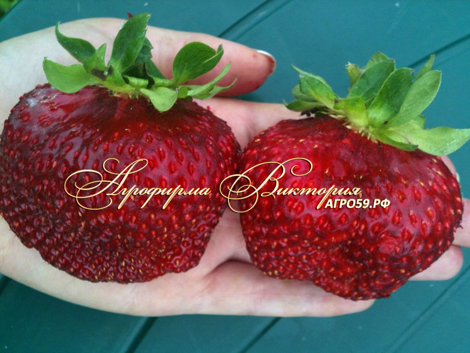 Клубника \